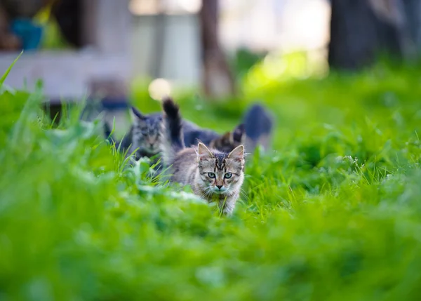 Bedårande roligt kattungar — Stockfoto