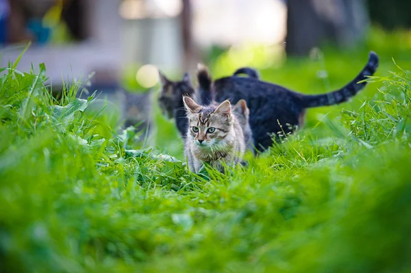 Gatinhos engraçados adoráveis — Fotografia de Stock