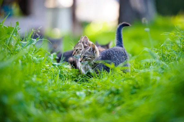 Adorable Funny kittens — Stock Photo, Image