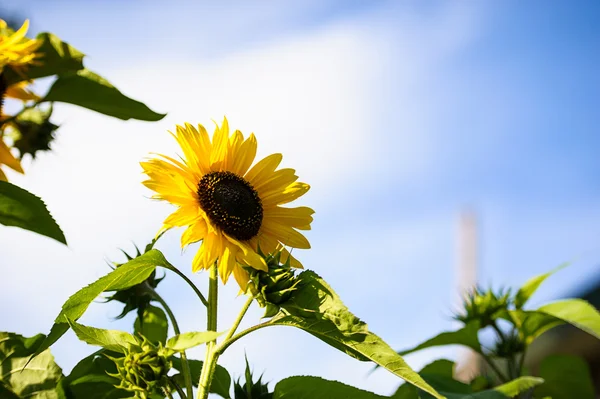 Beaux tournesols jaunes — Photo