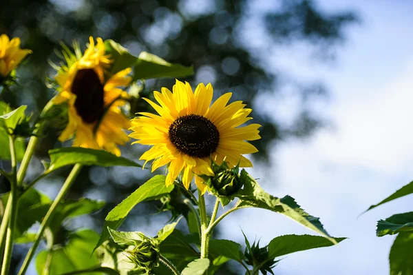 Beaux tournesols jaunes — Photo