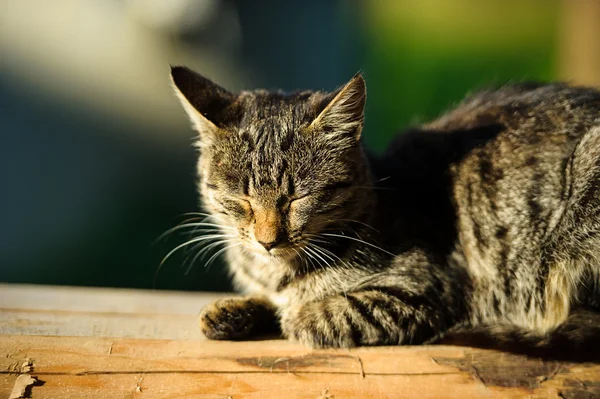 Beautiful Funny cat — Stock Photo, Image