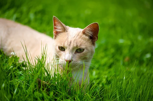 Смешной очаровательный кот — стоковое фото