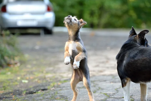 Happy Funny dog — Stock Photo, Image