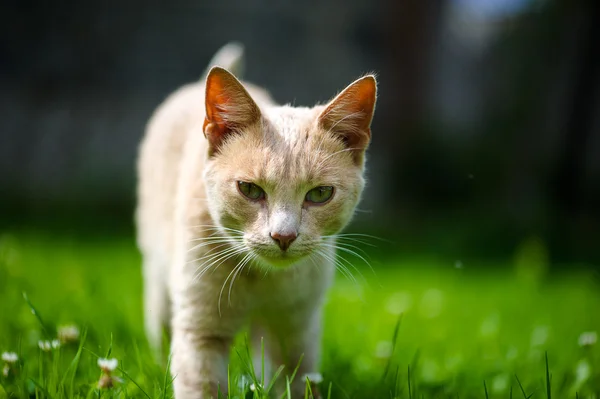 Смешной очаровательный кот — стоковое фото