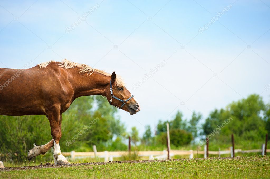Galloping Funny horse
