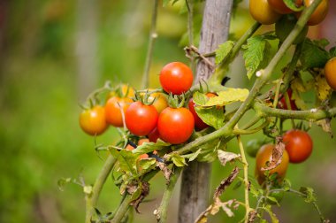 Bahçede domates yetiştiriyor.