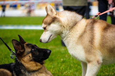 Yetişkin sevimli köpekler