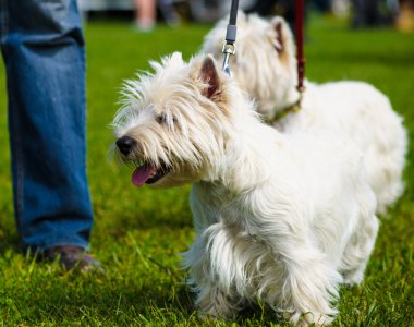 Yetişkin sevimli köpekler