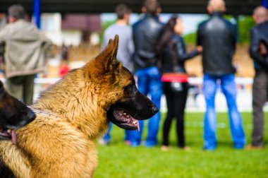 Yetişkin köpek