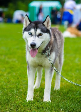 Sibirya Husky köpeği