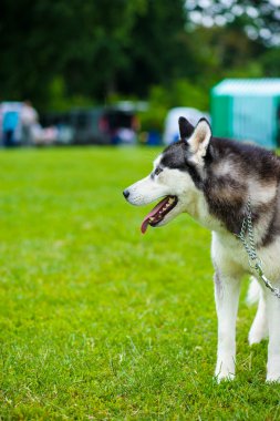 Sibirya Husky köpeği