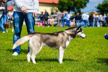 Sibirya Husky köpeği