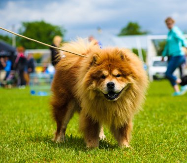 Yetişkin köpek
