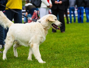 Yetişkin köpek