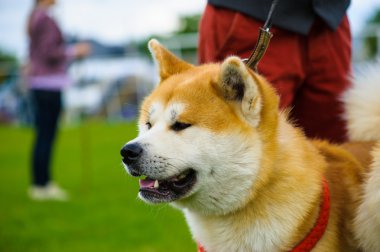 Yetişkin köpek