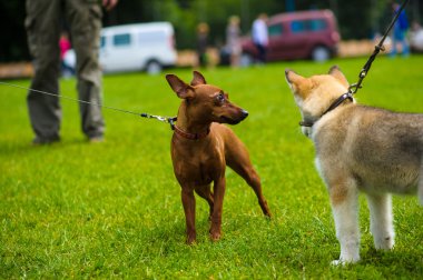 Yetişkin sevimli köpekler
