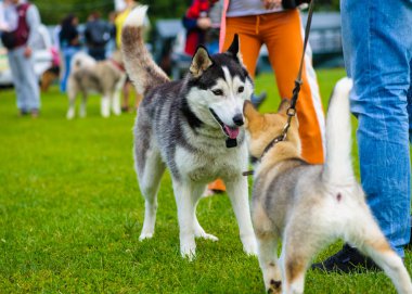 Yetişkin sevimli köpekler
