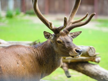 Büyük vahşi geyik