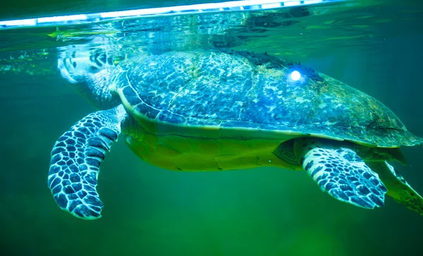 Beautiful Turtle swimming — Stock Photo, Image