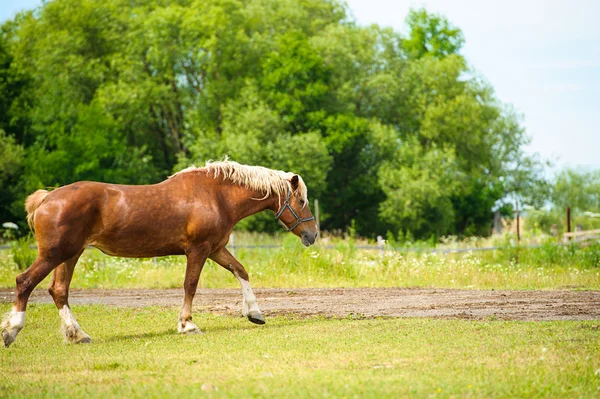 Забавный конь — стоковое фото
