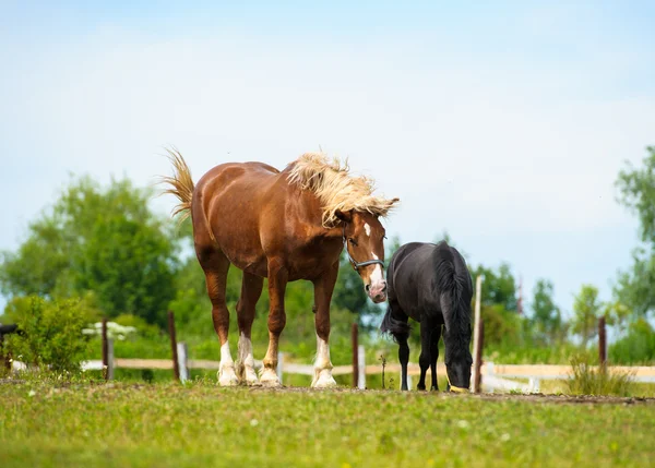 Cavalos engraçados — Fotografia de Stock