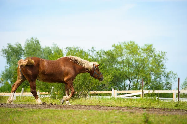 面白い馬 — ストック写真