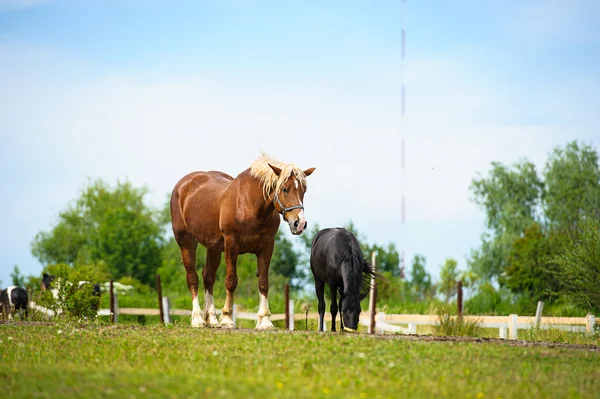 Cavalos engraçados — Fotografia de Stock