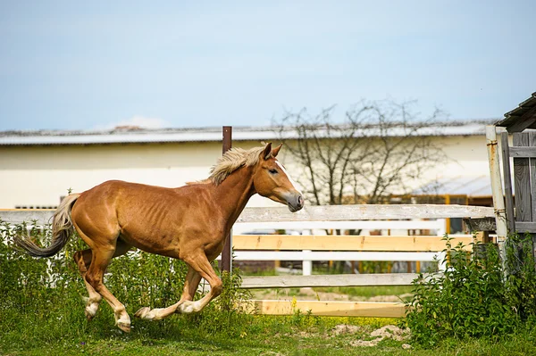 Lustiges Pferd — Stockfoto