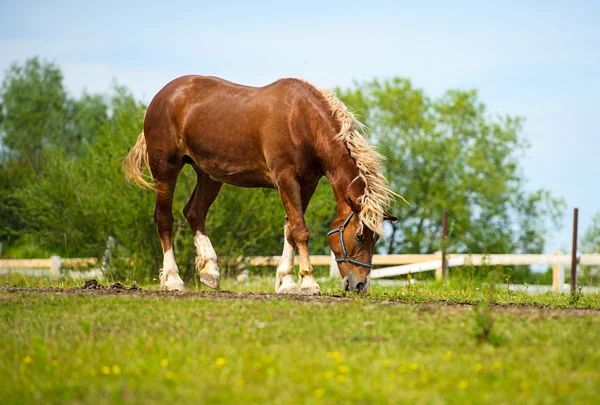 Cavalo engraçado — Fotografia de Stock