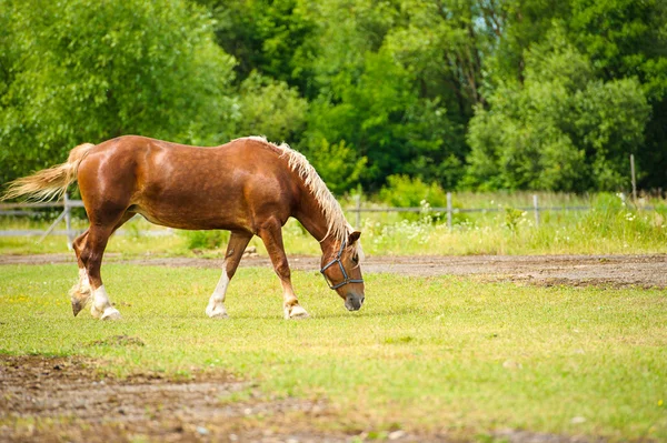 Grappige paard — Stockfoto