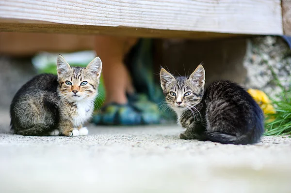 Adorable Funny kittens — Stock Photo, Image