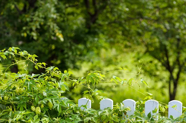 Green leaves of  hops — Stock Photo, Image