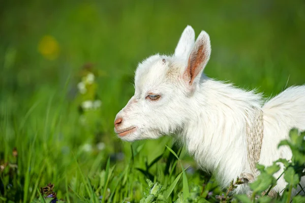 Divertente bambino bianco di capra — Foto Stock