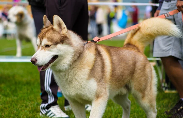 Sibirischer Husky-Hund — Stockfoto