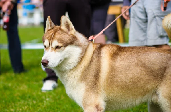 Vuxen söt hund — Stockfoto