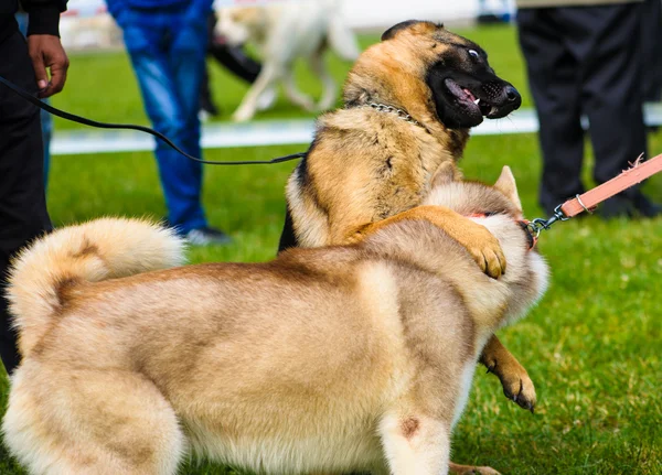 Volwassen schattig honden — Stockfoto