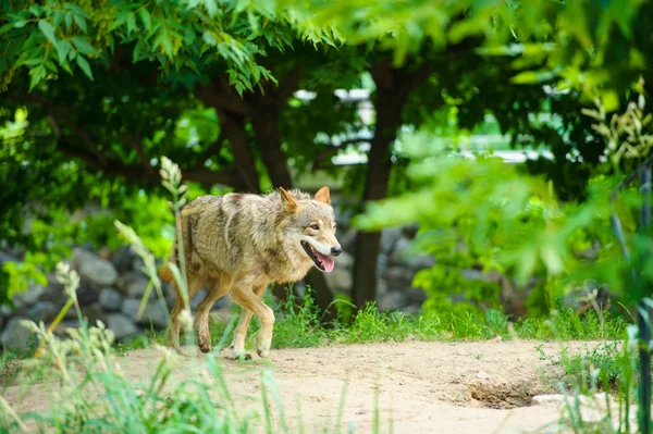 Grauer Wildwolf — Stockfoto