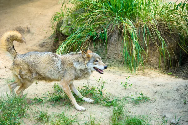 Šedý vlk divoké — Stock fotografie