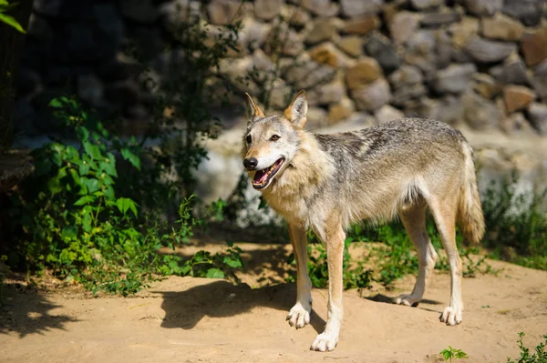 Grauer Wildwolf — Stockfoto