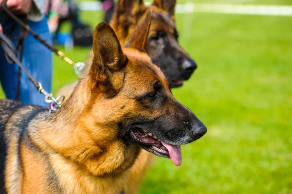 Vuxen söt hund — Stockfoto