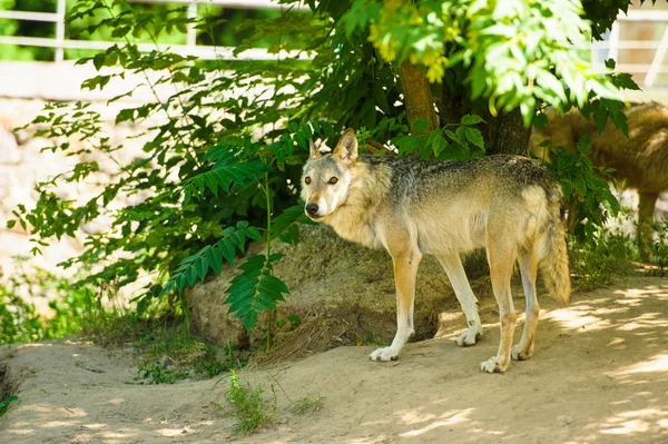 野生の灰色オオカミ — ストック写真