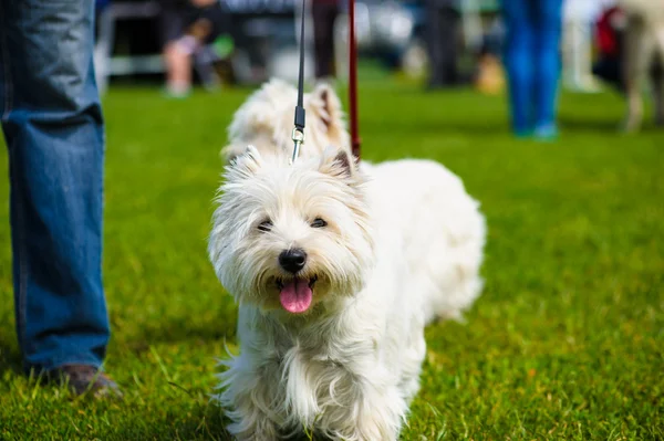 Roztomilý dospělý Dogs — Stock fotografie