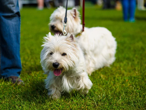 Perros lindos adultos — Foto de Stock