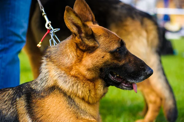 Volwassen schattig honden — Stockfoto