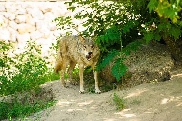 Grauer Wildwolf — Stockfoto