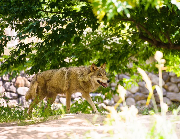 Grauer Wildwolf — Stockfoto