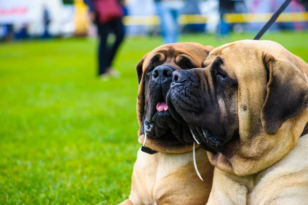 Cani adulti carino — Foto Stock