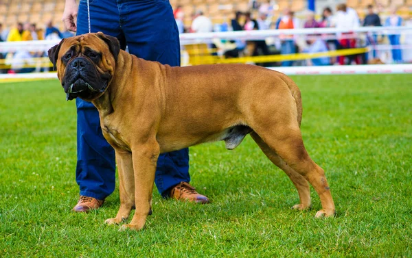 Cane adulto carino — Foto Stock