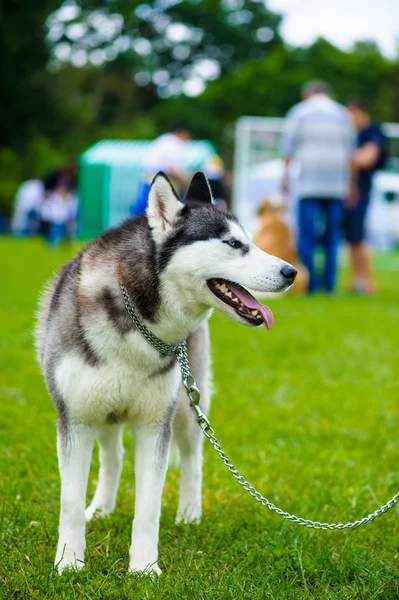 Sibirien Husky hund — Stockfoto